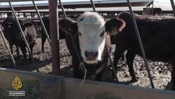 Tackling climate crisis: Scientists trying to change what cow eat News Clip