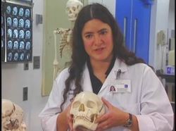 The Human Body Musculoskeletal - The Teeth Instructional Video