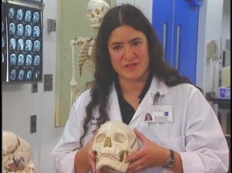 The Human Body Musculoskeletal - The Teeth