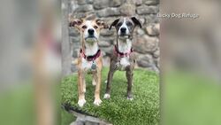 Stamford adopted pups with Taylor Swift-inspired names compete in Puppy Bowl News Clip