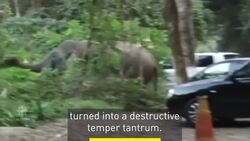 Elephant in China destructive after losing fight for mate News Clip