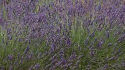 France Provence Valensole region Lavender field blowing in breeze Stock Footage