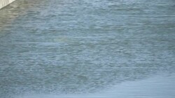 CLEAN : Beluga whale still stationary in France's River Seine News Clip