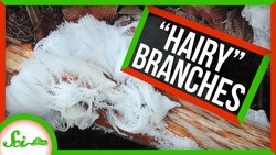 When Winter Gives Dead Branches Hair Instructional Video
