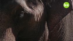 My Best Friend Is An Elephant Instructional Video