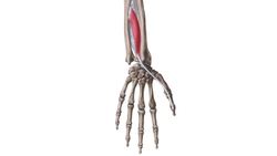 Extensor pollicis longus muscle Instructional Video