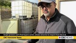 B.C. grape growers can't find buyers — even as wineries allowed to import U.S. grapes News Clip