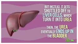 The Secret Ingredient in Ruminant Spit Instructional Video