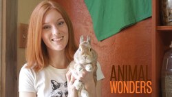 Rabbits! What, Where, and How Instructional Video