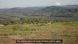 Meet the conservationists saving rare animals in Uganda News Clip