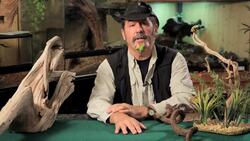 5 Care Tips for Red-Eyed Tree Frogs Instructional Video