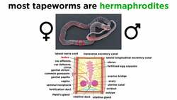 Platyhelminthes Part 4: Tapeworms of Class Cestoda Instructional Video