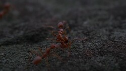 Red ant action walking in the nature Stock Footage