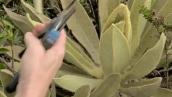 VOICED : Descubren especie de frailejón en Colombia, clave en la preservación del agua News Clip