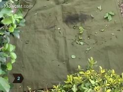 How to Make Hedge Trimming Easier Instructional Video