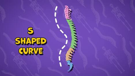 I WONDER - What Shape Is The Spine?