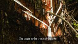 Chickley: The Next Great Trend in Gum? Instructional Video