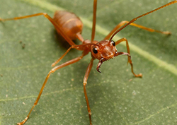 Invertebrate warriors Instructional Video