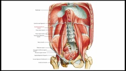 Diaphragm Anatomy & Clinical Significance Instructional Video