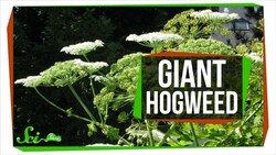 The Oversized Invasive Carrot That Can Give You Third Degree Burns Instructional Video