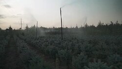 Automatic watering of small pines Stock Footage