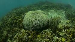 Brain Coral. Stock Footage
