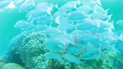 The Unique Ecosystem of the Great Barrier Reef Instructional Video