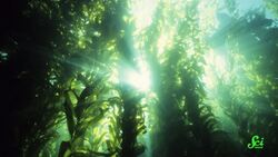 Can Seaweed Save the World? Instructional Video