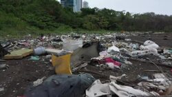 CLEAN : Panama's mangroves: a "resort" for America's migratory birds News Clip