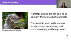 Mammal life cycles Instructional Video