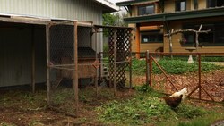 Can a Major City Grow All Its Own Food? Instructional Video