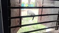 India's Covid patients being treated in dirty hospital in Chapra News Clip