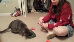 Cats Decorating For The Holidays (Compilation) Instructional Video