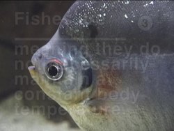 Features of Fish: Video Assessment Instructional Video