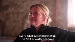 ‘Pioneering’ oyster reef project aims to boost biodiversity News Clip
