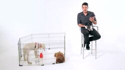 How to Get Your Puppy to Eat Instructional Video