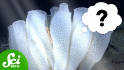 Can Sponges “Think” Using Light? Instructional Video