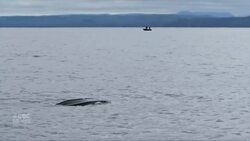#TheMoment a rare leatherback sea turtle was caught on camera News Clip