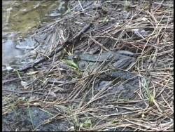 Natural Cycles: Hibernation and Estivation Instructional Video