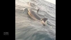 #TheMoment a N.S fisherman spotted a pod of orcas News Clip