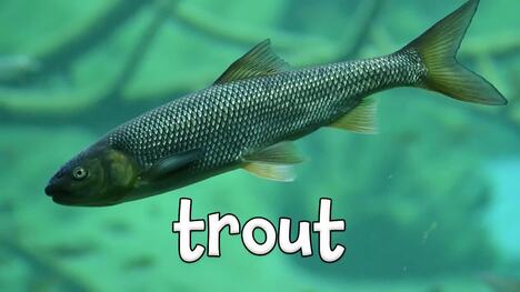 Learning Fish for Kids!