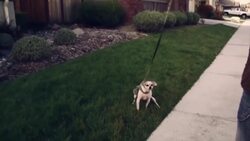 How to Recognize the Signs & Symptoms of Canine Kidney Disease Instructional Video