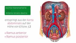 Arterien der Niere Instructional Video