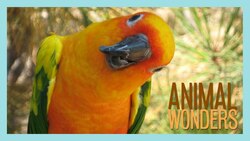 Our First 12 Animals Instructional Video