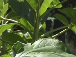 Gymnosperms and Angiosperms: Video Review Instructional Video