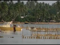 Self-Sacrifice Among Strangers Has More to Do with Nurture than Nature Instructional Video