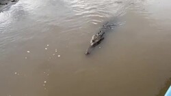 VOICED : El cocodrilo resiste en “el río más contaminado” de Costa Rica News Clip