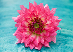 Parts of the Plant: Flowers Instructional Video