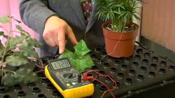 New Leaf Sensor Alerts When Plants Are Thirsty - Science Nation Instructional Video