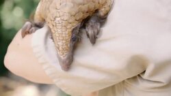 This Is The World’s Only Scaled Mammal! Instructional Video